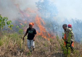 Perusahaan Terlibat Kebakaran Hutan Indonesia 2015